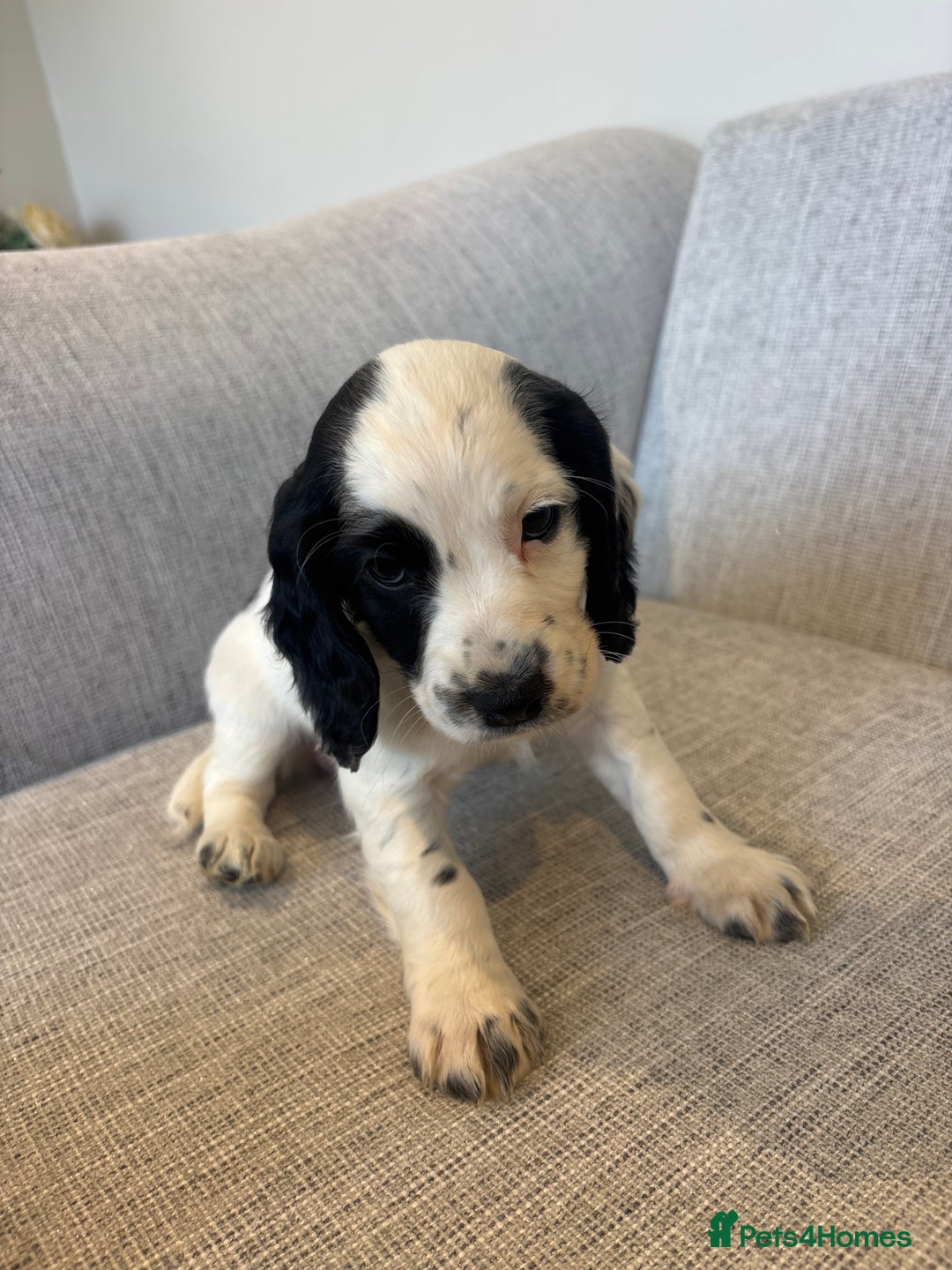 Cocker Spaniel dogs for sale: Working cocker spaniels for sale  - Image 2