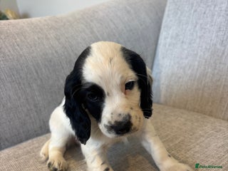 Cocker Spaniel dogs - Advert 22