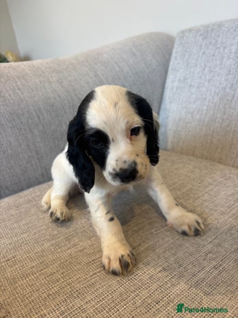 Cocker Spaniel dogs - Advert 4