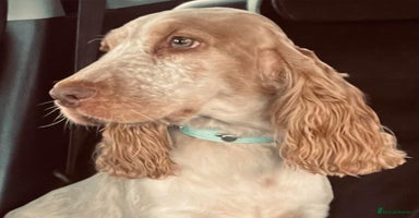 Cockapoo dogs for sale - Advert 10