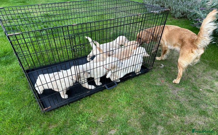 Golden Retriever dogs - Advert 2