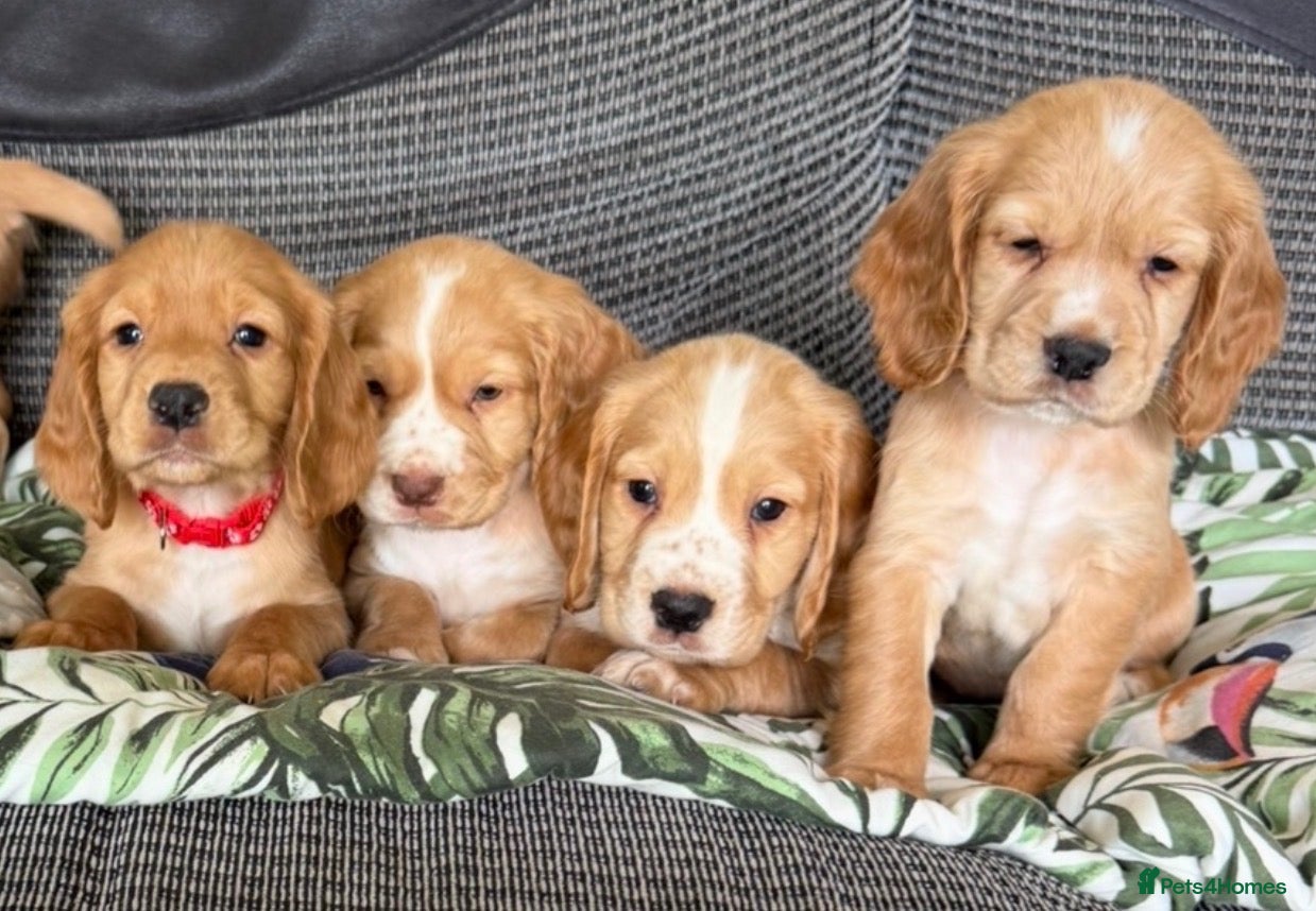 Cocker Spaniel dogs 2 baby’s left.❤️ Kc registered cocker spaniel pups - Advert 2