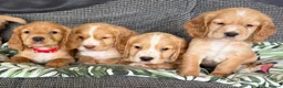 Cocker Spaniel dogs for sale: Kc registered cocker spaniel pups - Advert 8