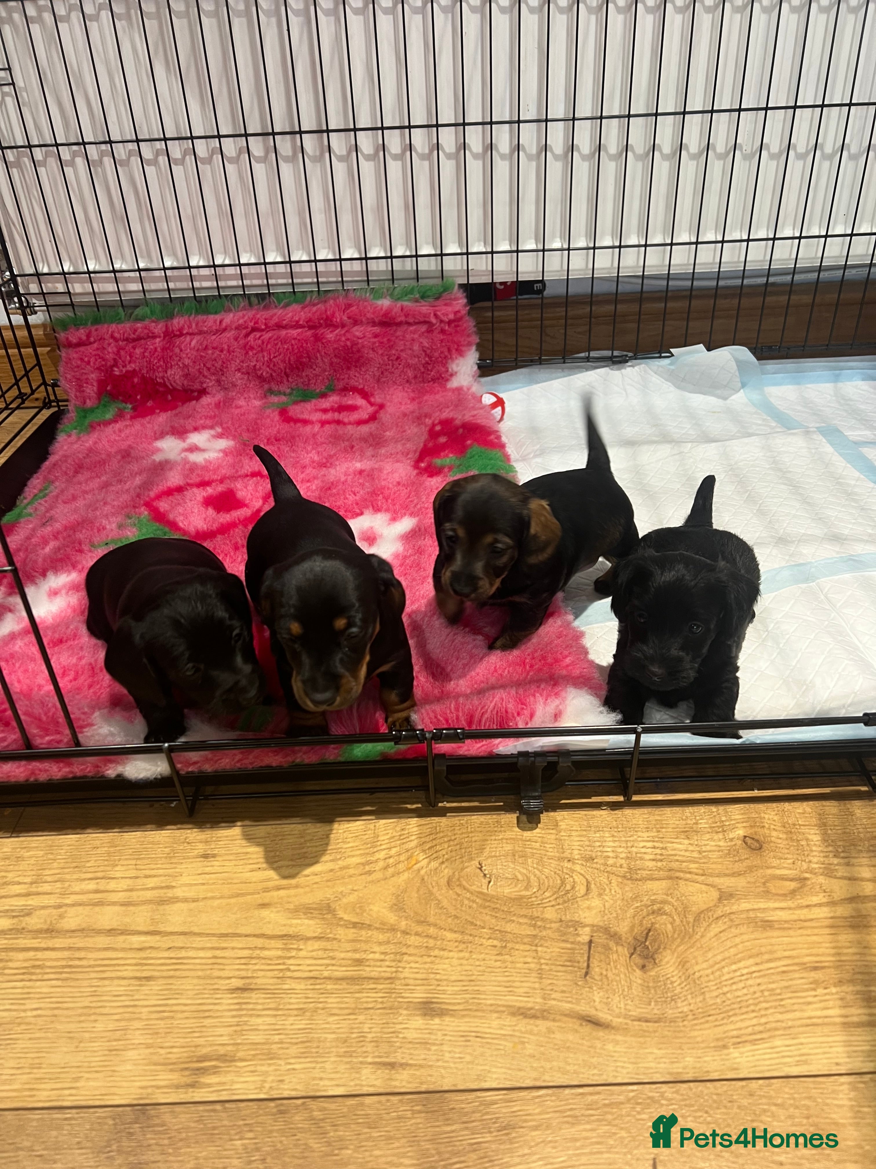 Miniature Dachshund dogs **Exceptionally well Raised Miniature Dachshunds** - Advert 8