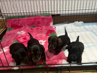 Miniature Dachshund dogs **Exceptionally well Raised Miniature Dachshunds** - Advert 8