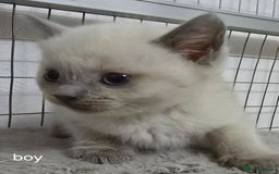 British Shorthair cats for sale: British short hair x ragdoll - Image 2