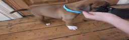 Boxer dogs for sale: KC Reg Boxer Puppies  - Advert 9