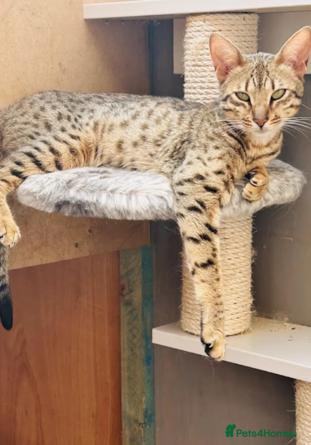 Mixed Breed cats for sale: Beautiful mainecoon/savannah - Advert 6