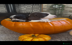 Cocker Spaniel dogs for sale: 2 blue roan cocker spaniel puppies &tri colour pup - Image 3