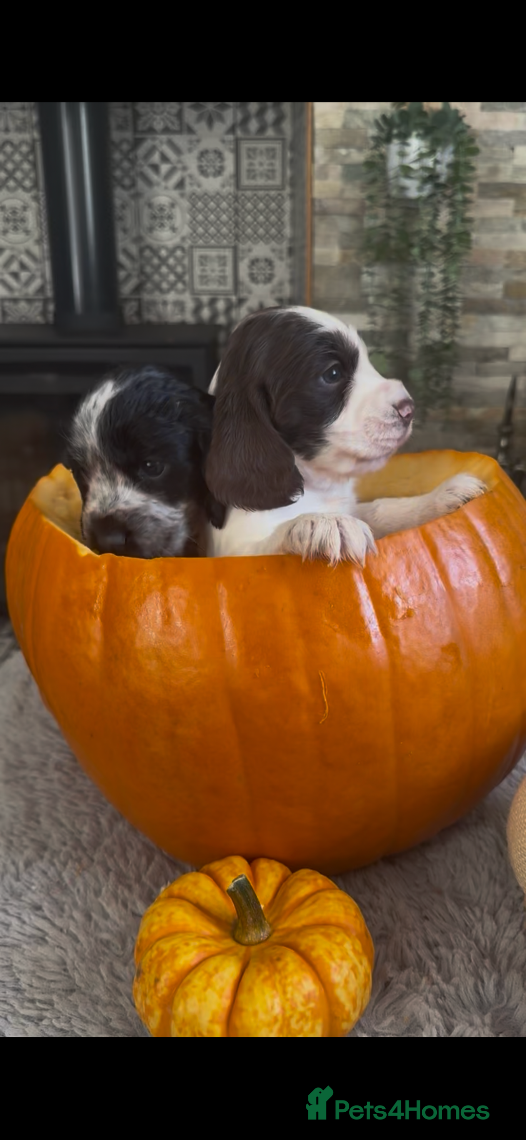 Cocker Spaniel dogs for sale: 2 blue roan cocker spaniel puppies &tri colour pup - Image 3