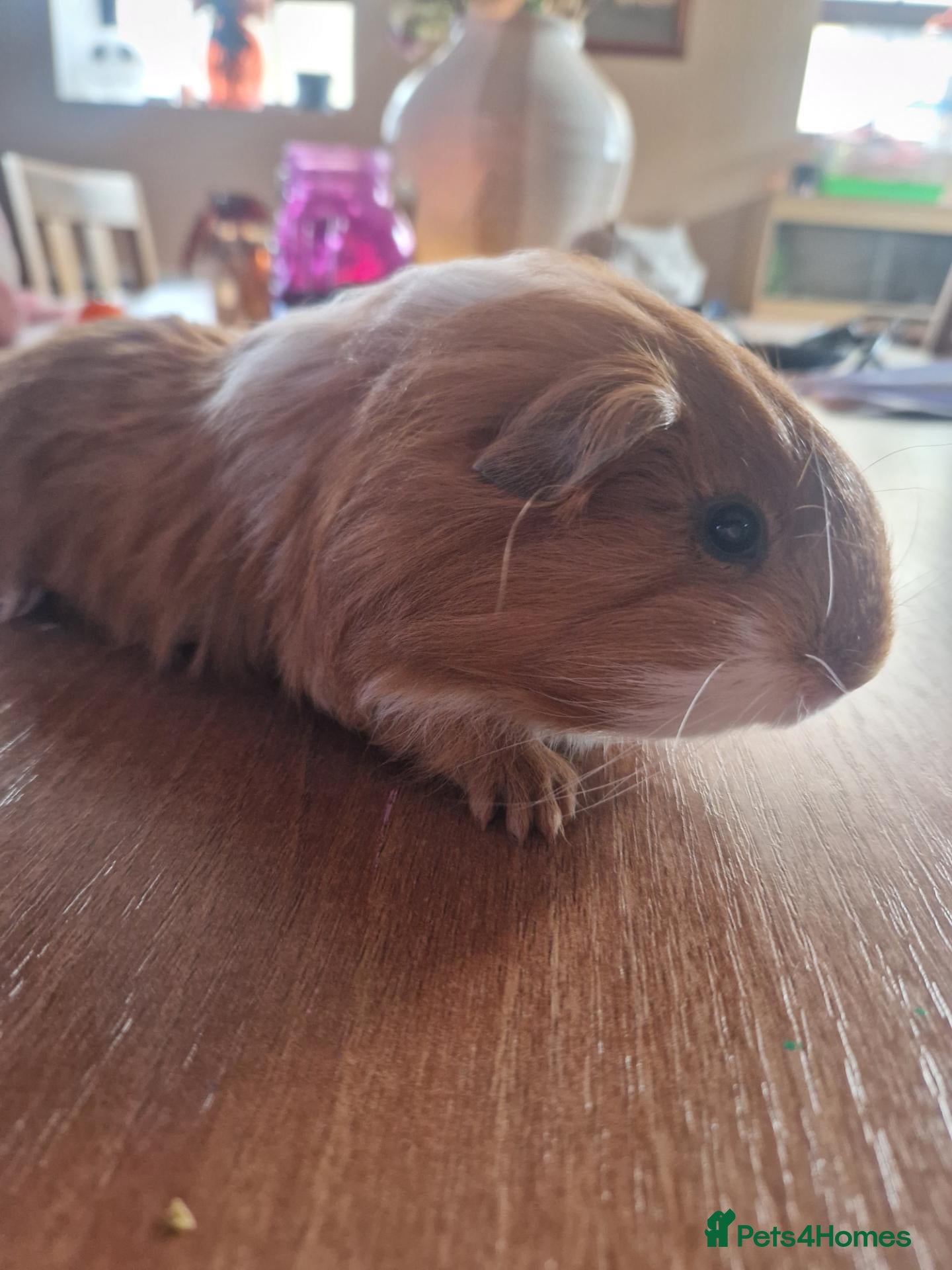 Guinea Pig rodents 2 Baby Boy Guinea Pigs - Advert 19