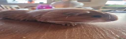 Guinea Pig rodents for sale: Pair of boar guinea pigs - Advert 2
