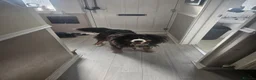 Bernese Mountain Dog dogs for sale: 2 BEAUTIFUL BERNESE BOYS LEFT  - Advert 8