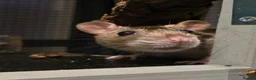 Rat rodents for sale: 3 Female Rats to RE-HOME for FREE in Edinburgh - Advert 4