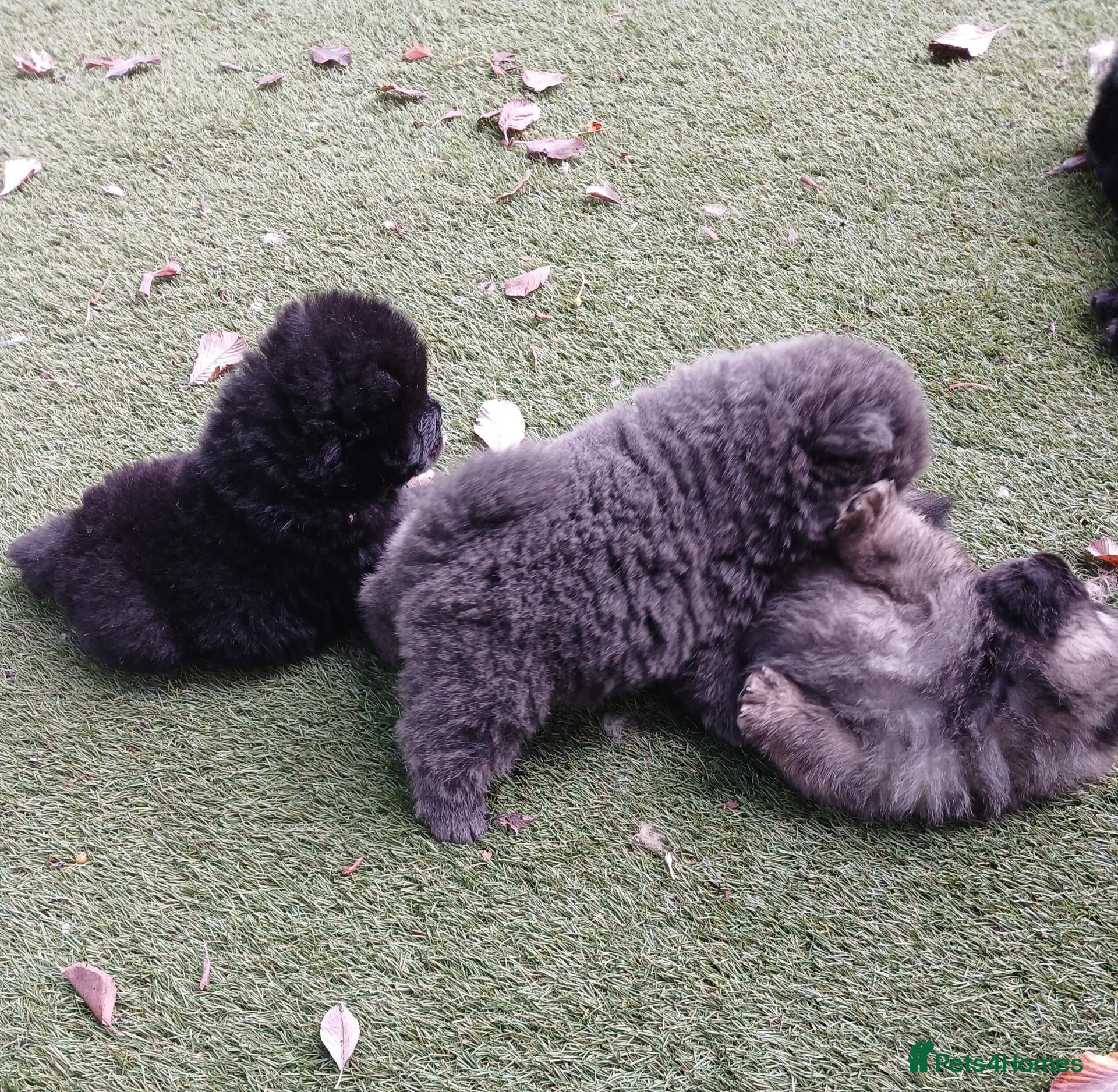 Chow Chow dogs Beautiful kc registered chow chow pups - Advert 5