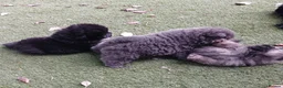 Chow Chow dogs for sale: Beautiful champion sired chow chow pups - Advert 14