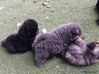 Chow Chow dogs Beautiful kc registered chow chow pups - Advert 5