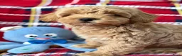 Poochon dogs for sale: Beautiful Teddy Bear Poochon Puppies  - Advert 3