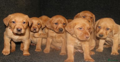Labrador Retriever dogs - Advert 3