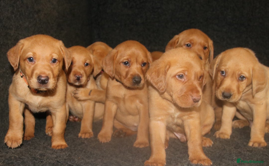 Labrador Retriever dogs for sale: Red Fox Labs : Health Checked-KC Reg-FTCH Pedigree - Image 2