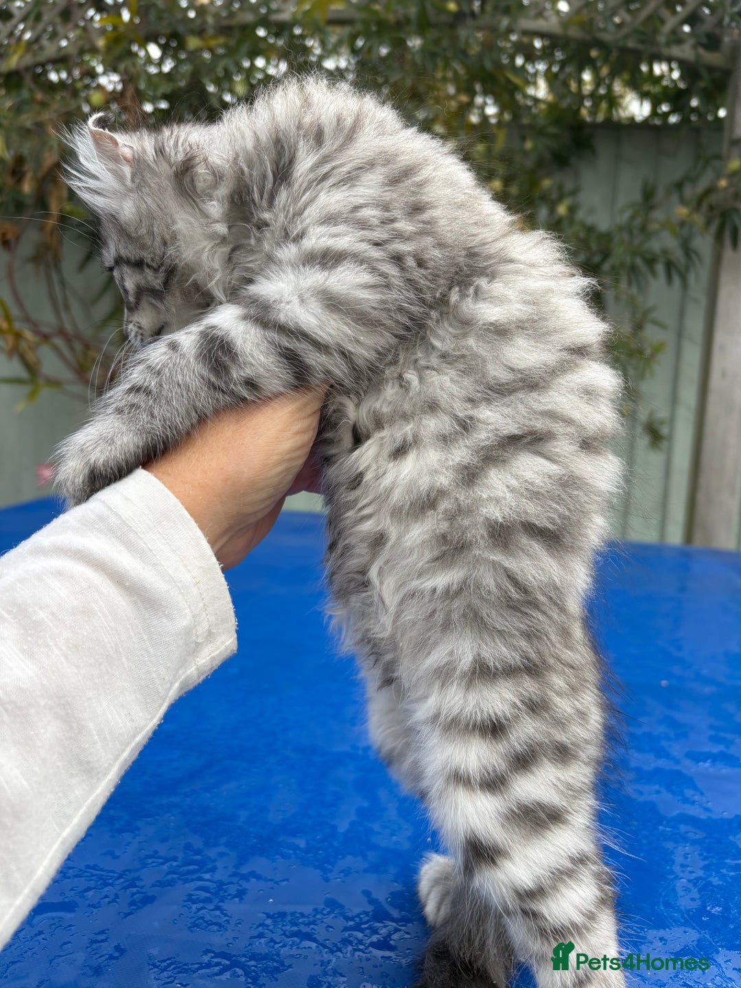 Keetso cats for sale: Superb rare polydactyl curled eared Keetso boy.  - Image 4