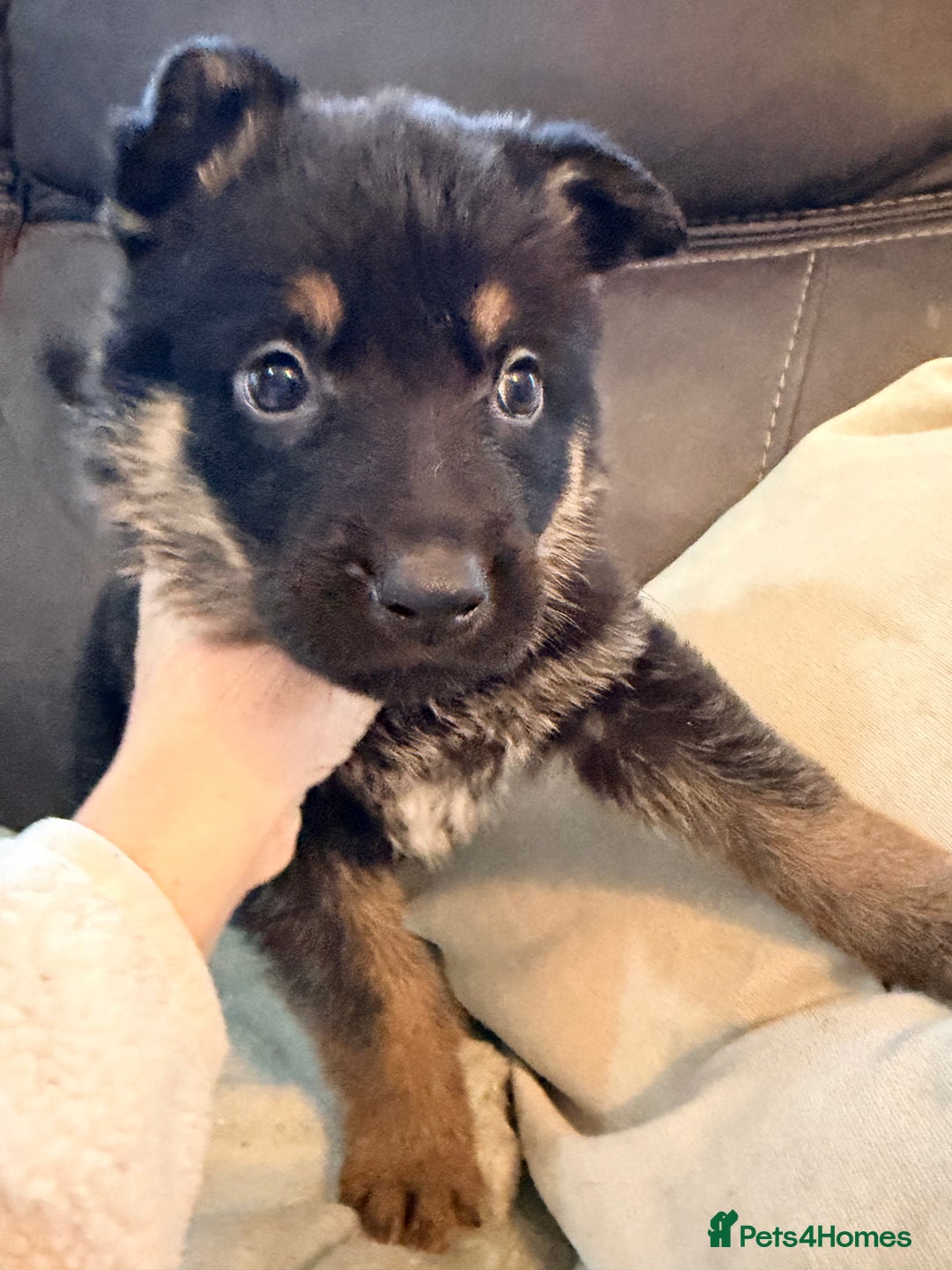 German Shepherd dogs for sale: 4x German shepard  pups females available  - Advert 13