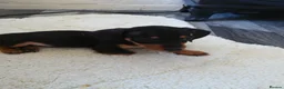 Miniature Dachshund dogs for sale:  boy dachshund Puppie ready to leave  - Advert 12