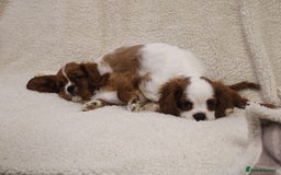 Cavalier King Charles Spaniel dogs for sale: Beautiful Cavalier king charles spaniel puppies - Image 11