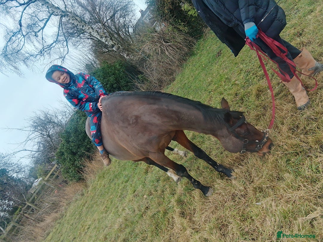 English Thoroughbred horses for sale: Amber - Advert 4