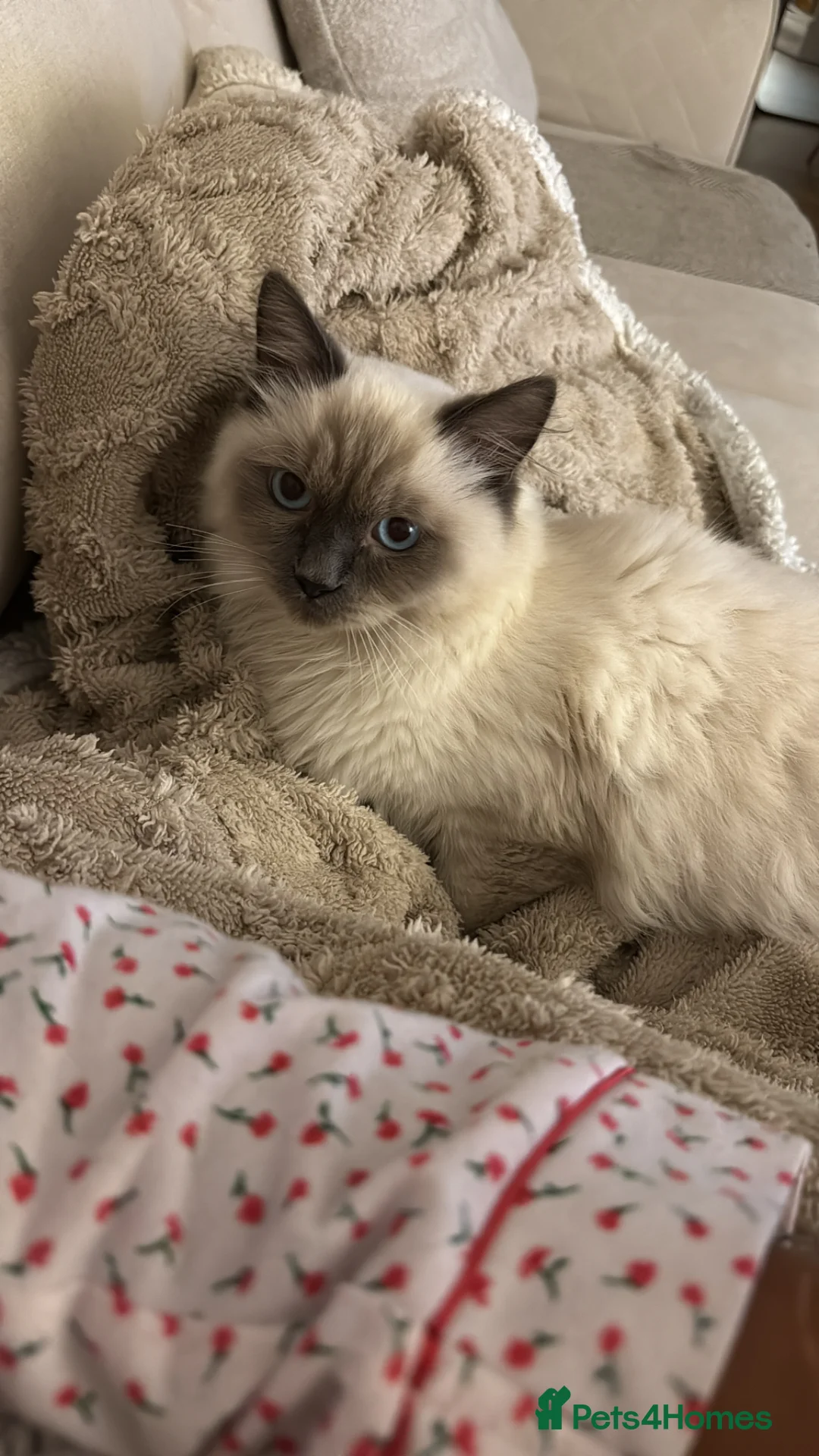 Ragdoll cats for sale: Ragdoll cat for sale  in Waltham Abbey - Advert 2