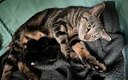 Mixed Breed cats for sale: 3 black and white kittens for sale  - Image 9