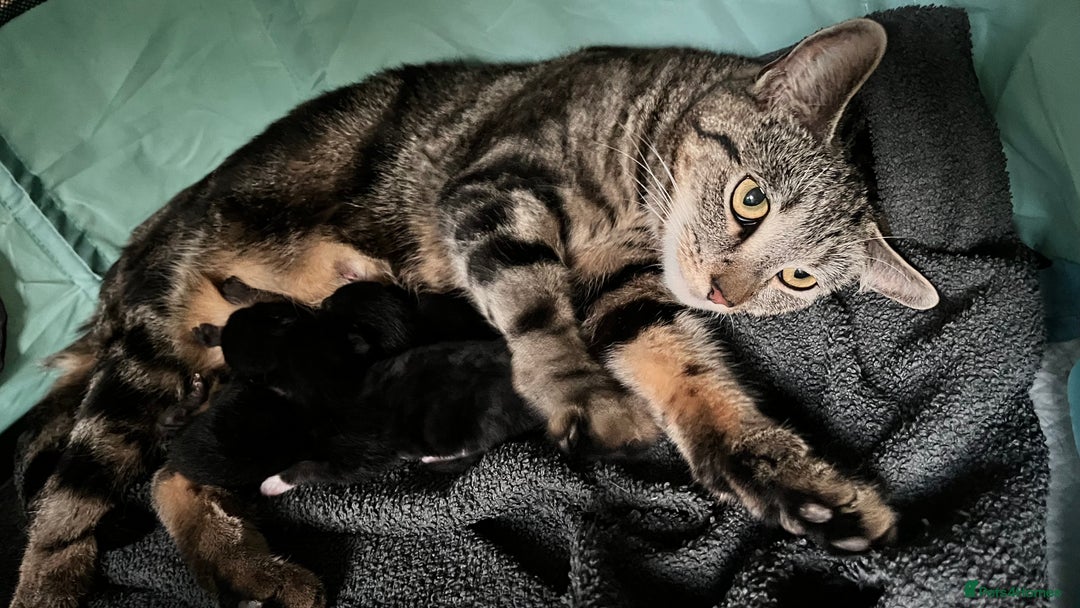 Mixed Breed cats for sale: 3 black and white kittens for sale  - Image 9