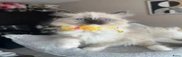 Ragdoll cats for sale: Registered Ragdoll kittens for sale - Advert 13