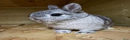 Netherland Dwarf rabbits for sale: Netherland Dwarf  in Sowerby Bridge - Advert 3