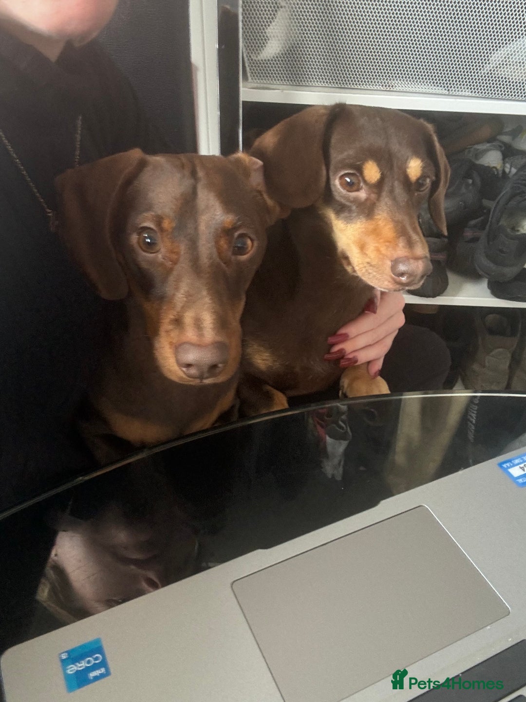 Dachshund dogs for sale: Rolo and Roxy are 3 years old and need a new home - Advert 7