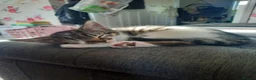 Mixed Breed cats for sale: Three Kittens for sale in Bath - Advert 29