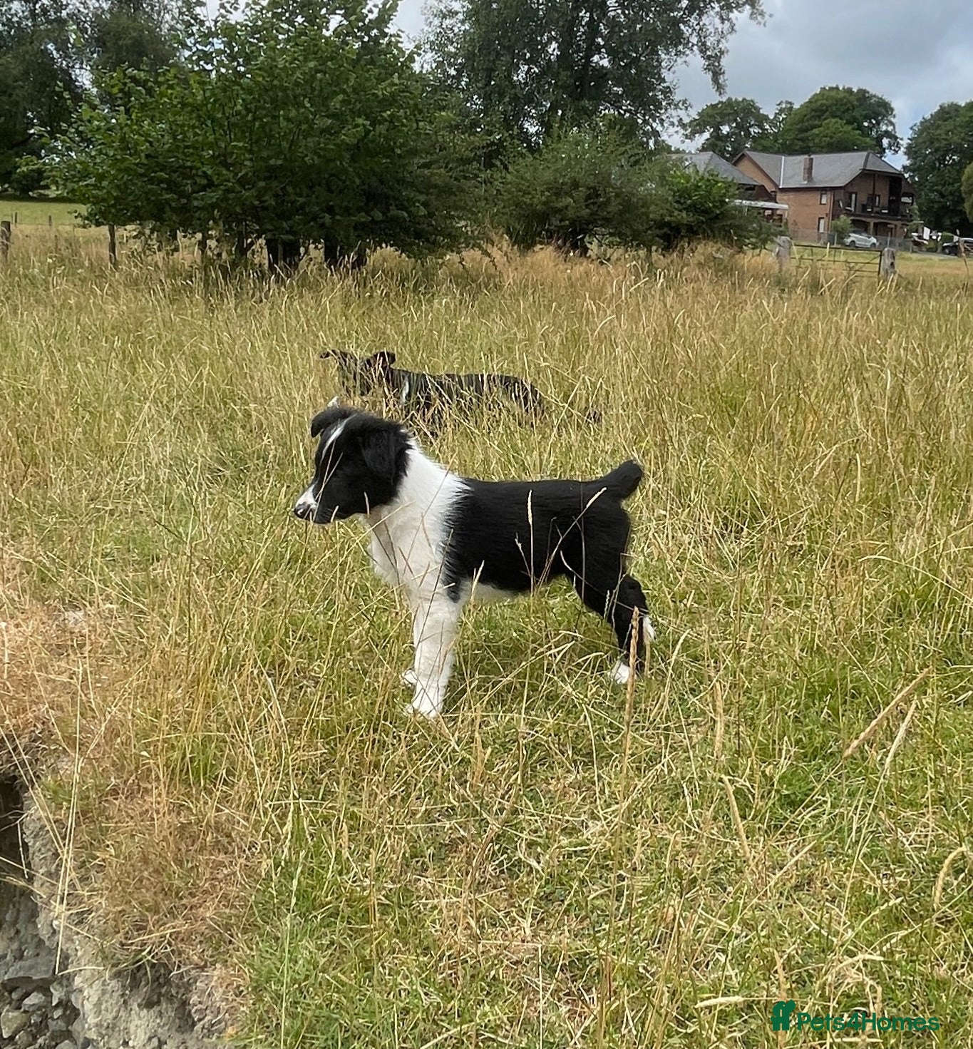 Border Collie dogs **** 1 Stunning Border Collie Puppy **** - Advert 2