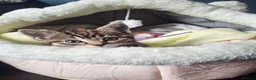 Mixed Breed cats for sale: Kitten for sale - Advert 2