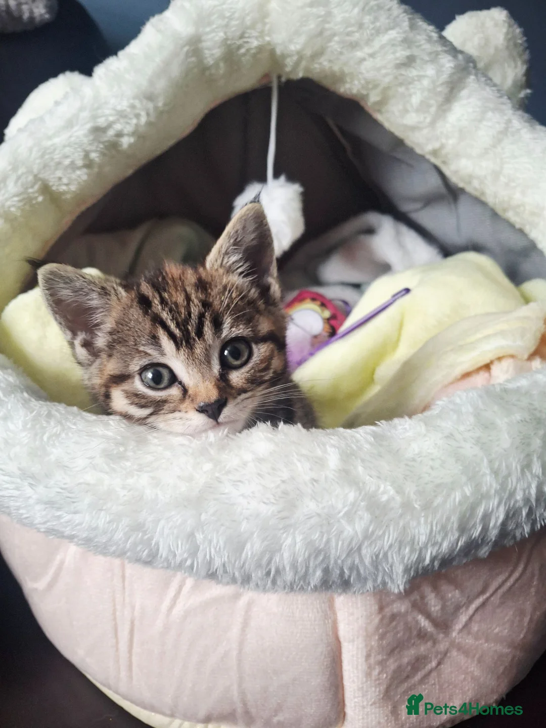 Mixed Breed cats for sale: Kitten for sale - Advert 2