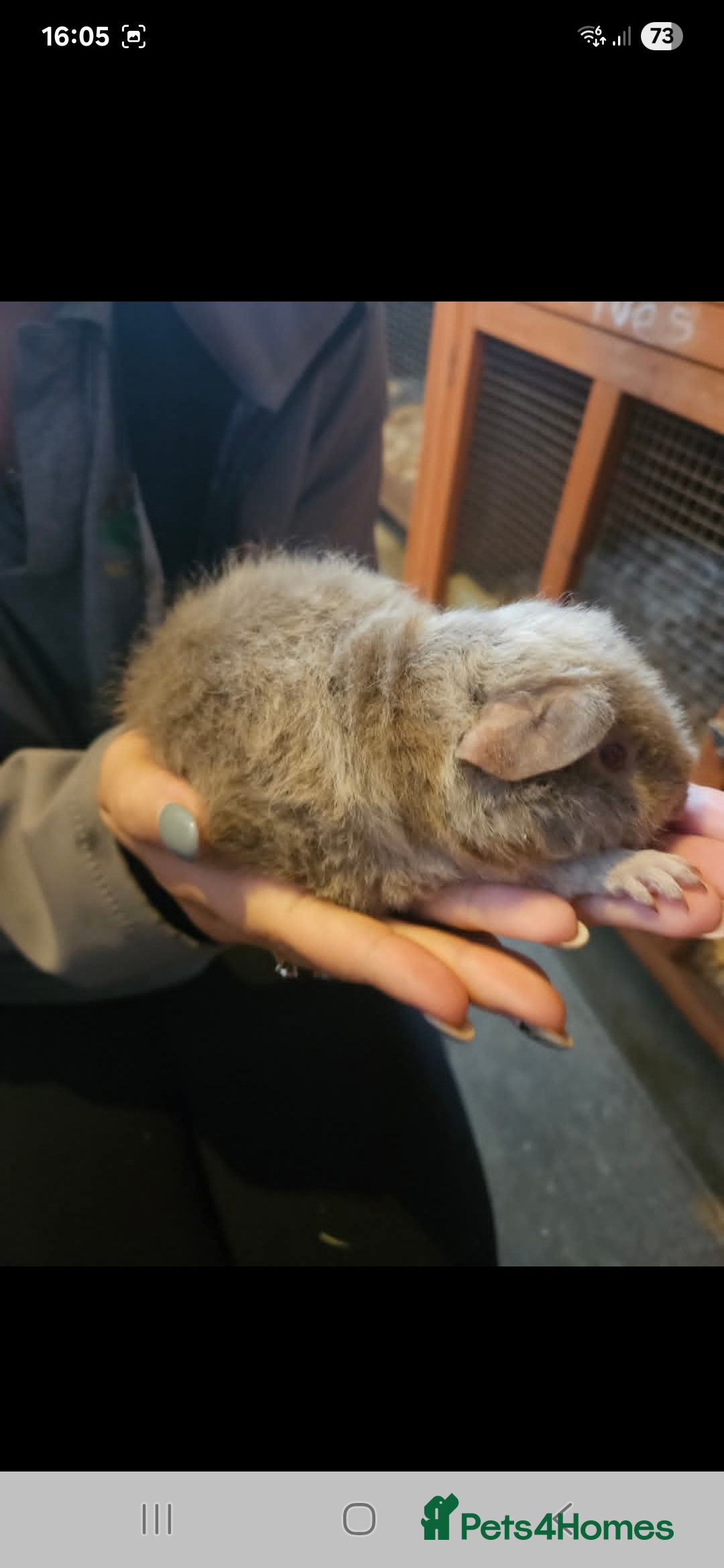 Guinea Pig rodents for sale: Mix of guinea pigs for sale  in Blackpool - Image 8