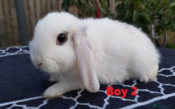 Mini Lop rabbits for sale: Gorgeous Mini lop babies looking for new homes - Image 7
