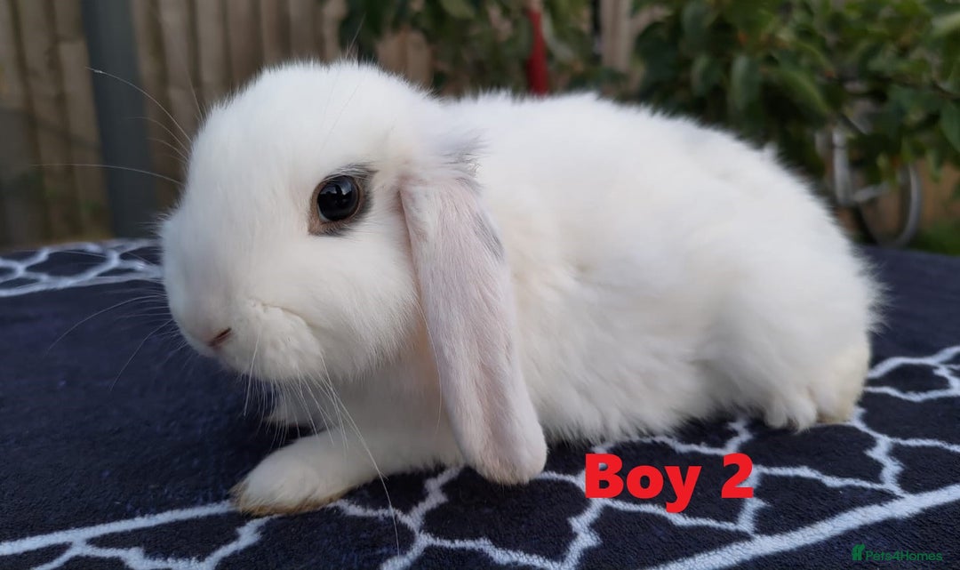 Mini Lop rabbits for sale: Gorgeous Mini lop babies looking for new homes - Image 7