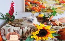Ragdoll cats for sale: GCCF Ragdoll Kittens - Outstanding!  - Image 36