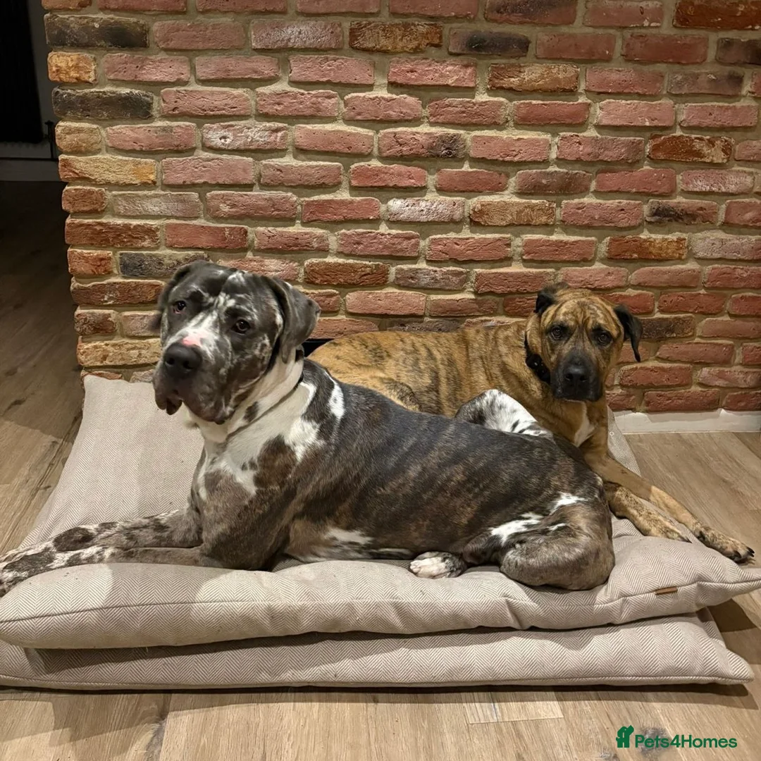 Mixed Breed dogs for adoption: Blue (Cane Corso mix) - Advert 7