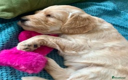 Labradoodle dogs for sale: Lily's Mini's - Multigen Mini Labradoodle Puppies - Image 19