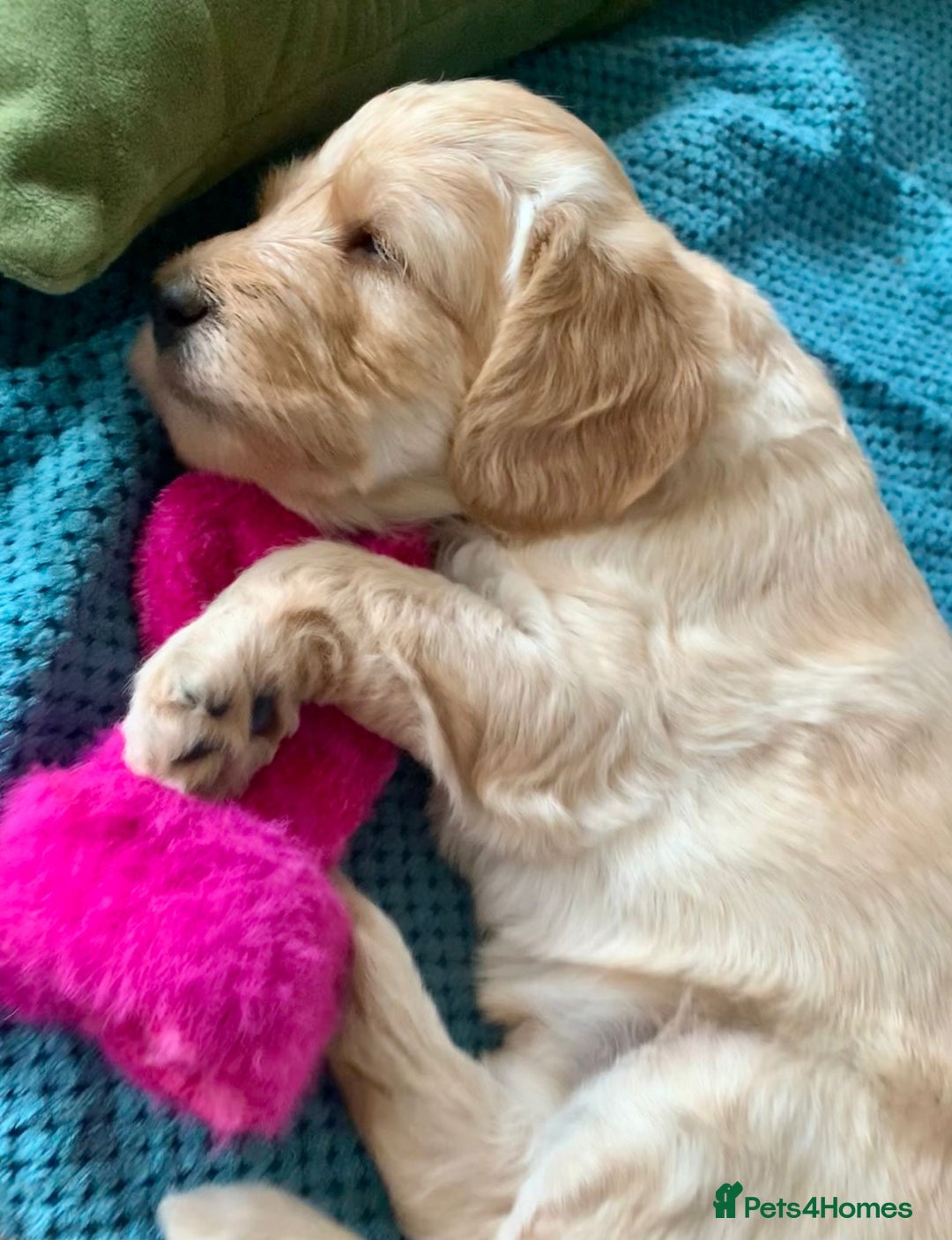 Labradoodle dogs for sale: Lily's Mini's - Multigen Mini Labradoodle Puppies - Image 19