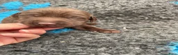 Labrador Retriever dogs for sale: outstanding chunky labrador pups - Advert 11