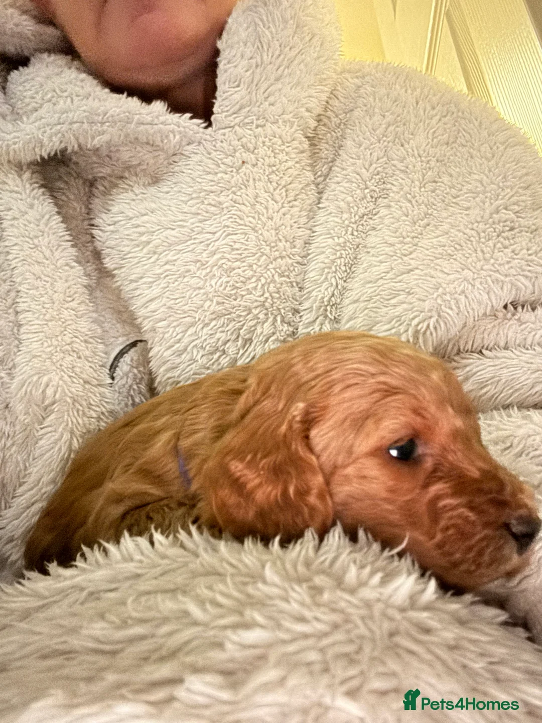 Cockapoo dogs for sale: Cockerpoo in Grantham - Advert 2