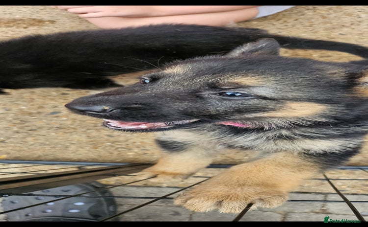 German Shepherd dogs - Advert 8