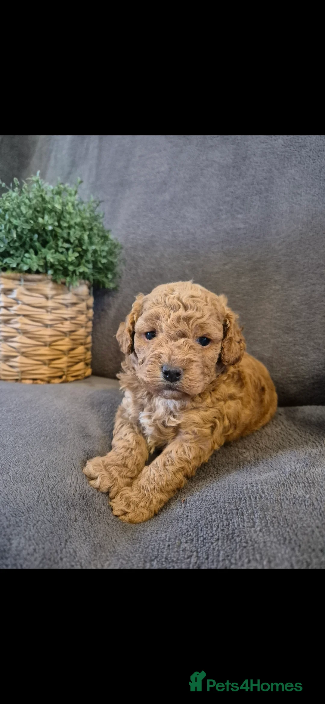 Cavapoo dogs for sale: Beautiful F1B Cavapoo Puppies - Advert 12